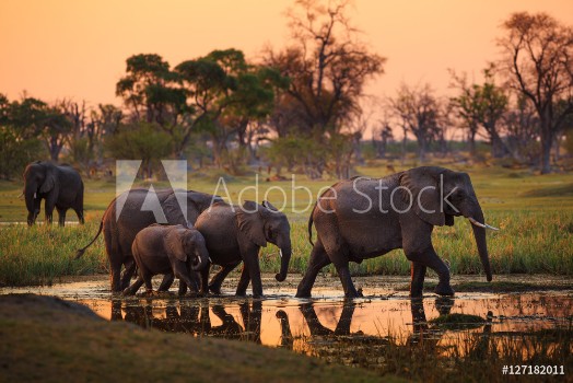Picture of Elephants in Moremi Game Reserve - Botswana